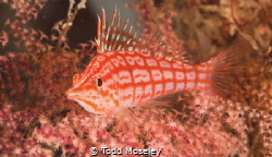 Long Nose Hawkfish Image cropped. by Todd Moseley 